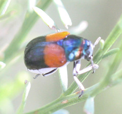 Megalostomis pyropyga