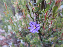 Thysanotus patersonii
