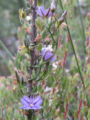 Thysanotus patersonii