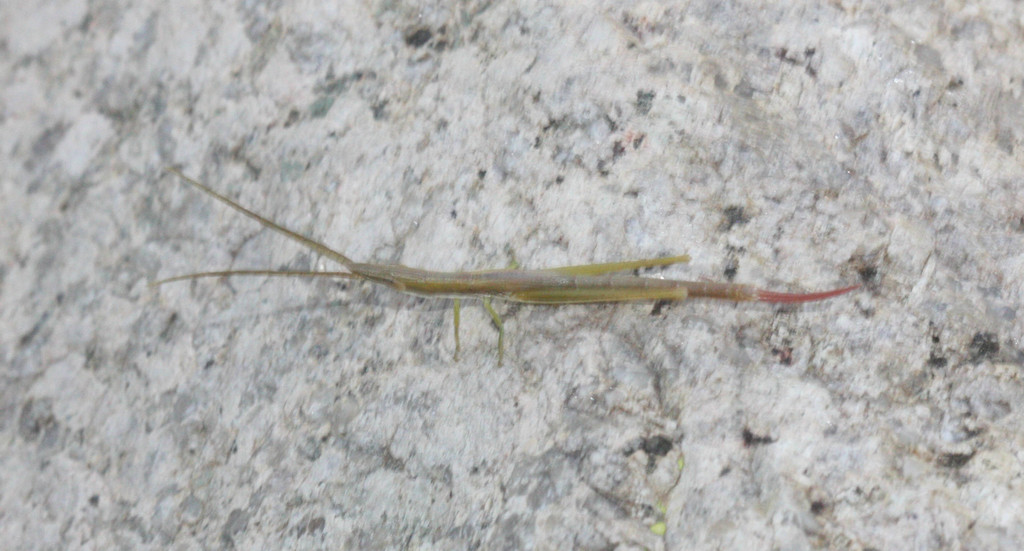 Snow's Toothpick Grasshopper