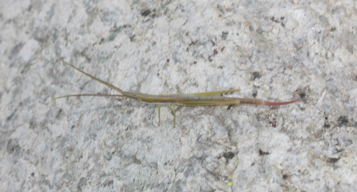 Snow's Toothpick Grasshopper