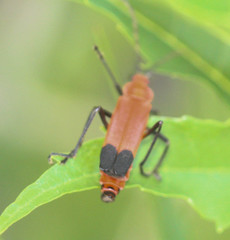 Chauliognathus lecontei