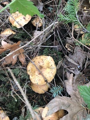 Suillus ponderosus