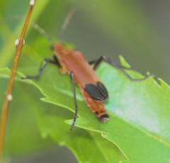 Chauliognathus lecontei