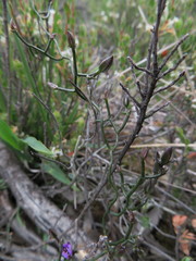 Thysanotus patersonii