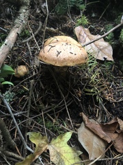 Suillus ponderosus