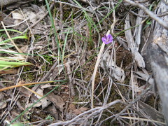 Thysanotus patersonii