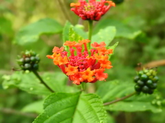 Lantana
