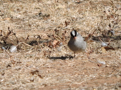 Zonotrichia leucophrys
