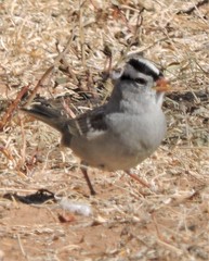 Zonotrichia leucophrys