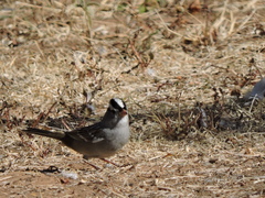 Zonotrichia leucophrys