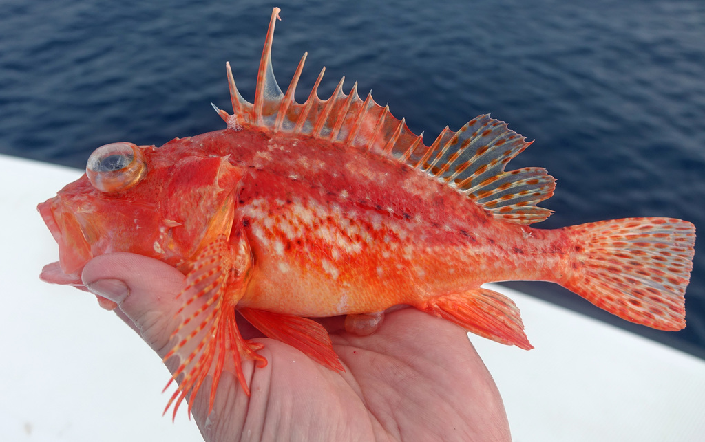 Red scorpionfish (Pontinus furcirhinus) — Scorpaenidae