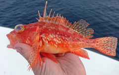 Pontinus furcirhinus