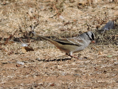 Zonotrichia leucophrys