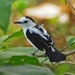 Pied Water-Tyrant - Photo (c) Jerry Oldenettel, some rights reserved (CC BY-NC-SA)
