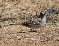 Zonotrichia leucophrys