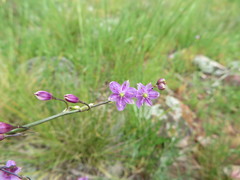 Arthropodium minus
