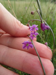 Arthropodium minus
