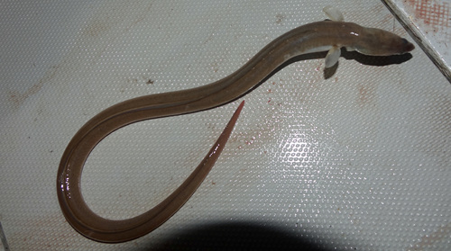 Charmed snake-eel (Ophichthus zophochir) — Ophichthidae — 2