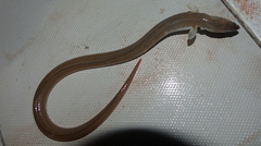 Yellow Snake Eel photo 2