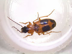 Badister neopulchellus