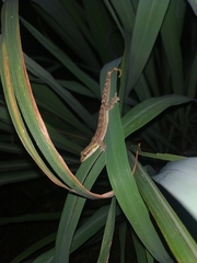 Lepidodactylus lugubris