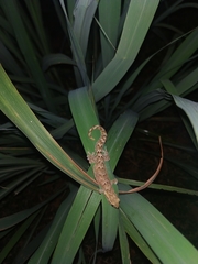 Lepidodactylus lugubris