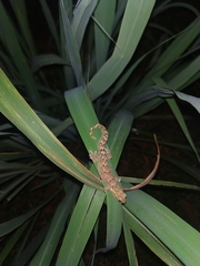 Lepidodactylus lugubris