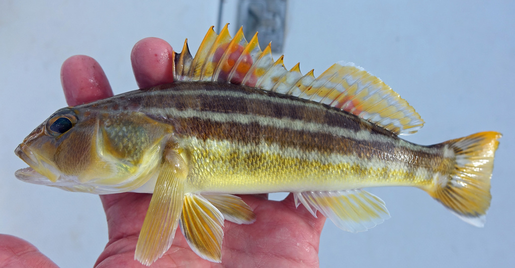Greater Sand Perch