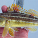 Torpedo Sand Perch - Photo (c) Dominick Porcelli, some rights reserved (CC BY-NC), uploaded by Dominick Porcelli