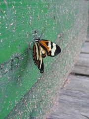 Hypothyris ninonia daeta