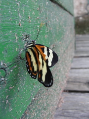 Hypothyris ninonia daeta