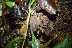 Plethodontohyla