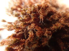 Syntrichia princeps