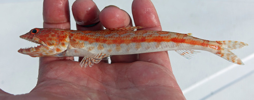 Calico lizardfish (Synodus lacertinus) — Synodontidae — 2