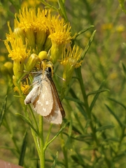 Hesperia miriamae