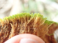 Amphidium californicum