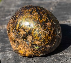 Pisolithus marmoratus