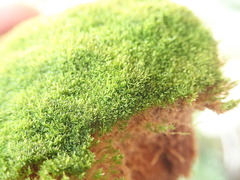 Amphidium californicum