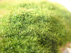 Amphidium californicum