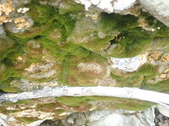 Amphidium californicum