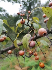 Pyrus cordata