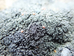 Fuscopannaria maritima