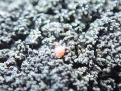 Fuscopannaria maritima