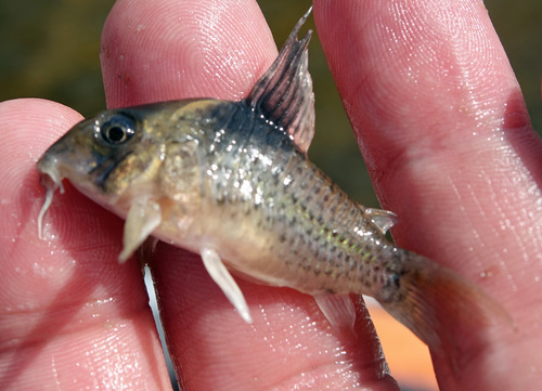 Blacksail corydoras (Corydoras melanistius) — Callichthyidae
