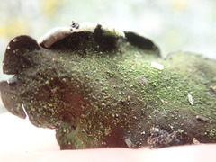 Dermatocarpon reticulatum