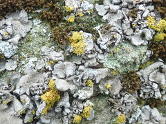 Dermatocarpon reticulatum