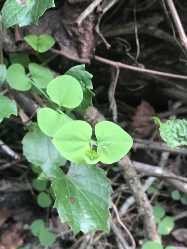 Drymaria cordata image