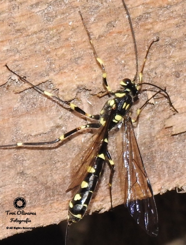 Megarhyssa verae