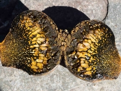 Pisolithus marmoratus